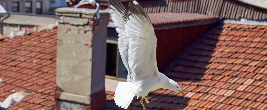 Residential Chimney Animal Removal Solution in Naples, FL